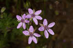 Redstem stork's bill